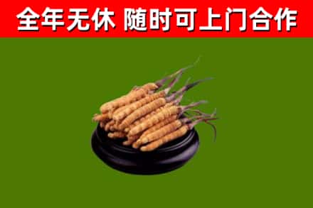 洛江区回收冬虫夏草