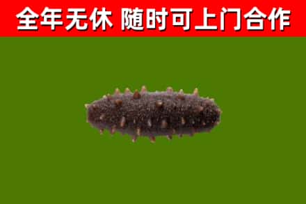 洛江区回收海参干